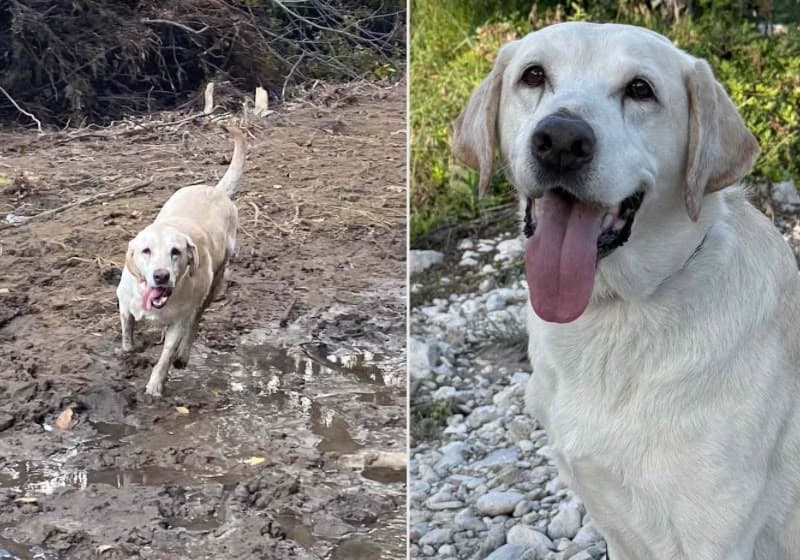 Cachorro resgatado vira herói em buscas e é eleito Cão do Ano nos EUA